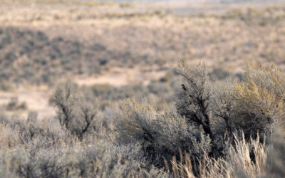 Joe Biden is No Friend of the Natural World – And, He’s No Friend of Ours, Either.