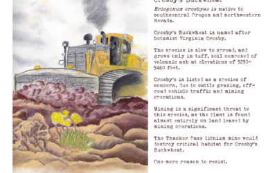 Species of the week: Crosby’s Buckwheat