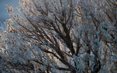 Bulldozing Nature to Save the World: Dispatches from Thacker Pass