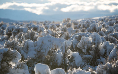 Thacker Smacker! Max Wilbert on Matt Dundas Comedy Podcast