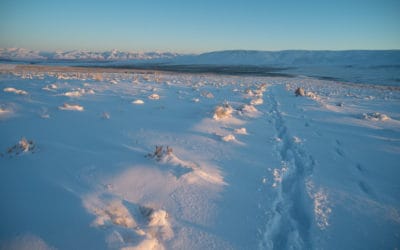 Messages of War from Thacker Pass by Will Falk