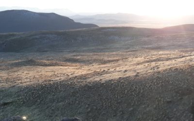 Storm Song: Why I Love Mormon Crickets