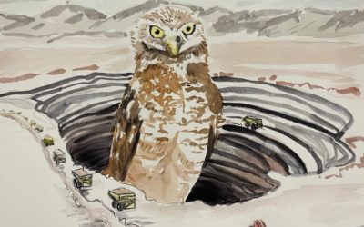 Species of the Week: Burrowing Owl