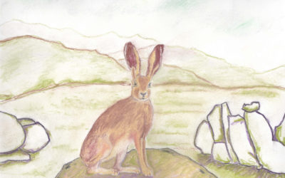 Species of the week: Jackrabbit