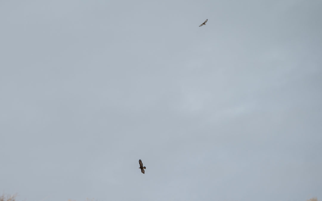 Golden Eagle and Hawk