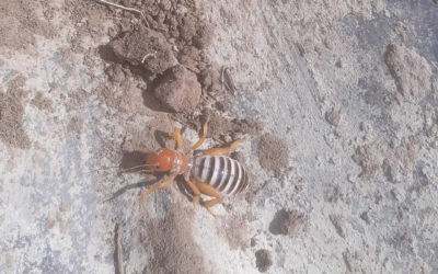 The Potato Bug and The World We Used to Live In