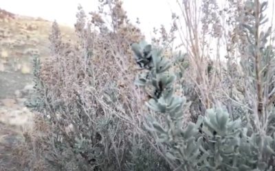 Ants, aphids, and sagebrush teach me about reciprocity. Mining companies teach me about addiction.