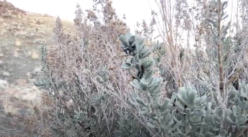 Ants and Aphids and Sagebrush