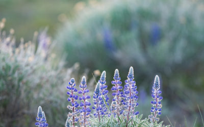 Why should we trust NDEP?