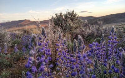 Spring wildflowers at Thacker Pass