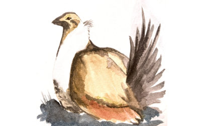 Calling on Interior Secretary Deb Haaland to Protect Peehee mu’huh / Thacker Pass