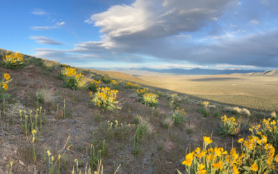 The Wildflowers vs. The Bulldozers
