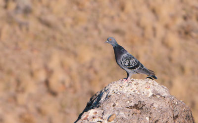 Do good neighbors dig up massacre sites? Questioning the Thacker Pass narrative