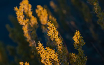 Why is Lithium Americas Splitting Into Two Companies?